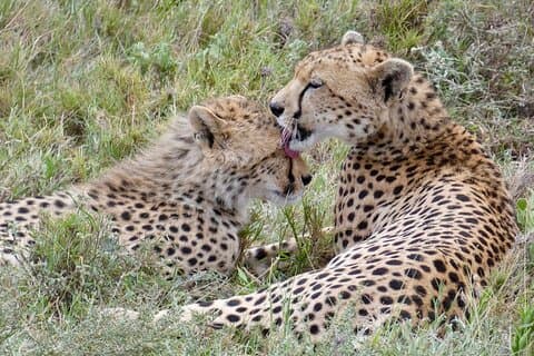 7 Days Tanzania Mid Luxury Safari Experience