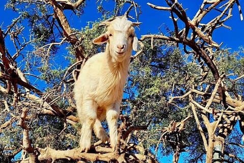 Essaouira dagstur från Marrakech-privat tur med pickup