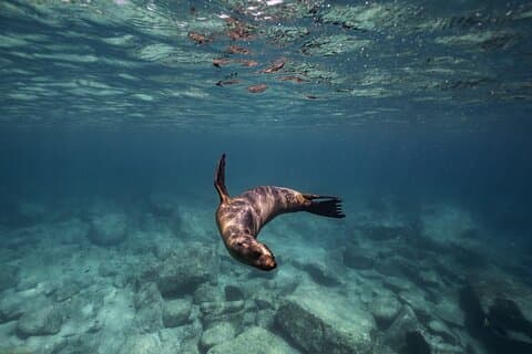 Sea Lion Snorkel at Espíritu Santo Island Private trip