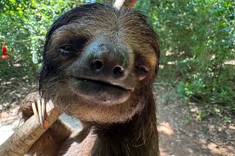 Roatán Private Sloths, Monkeys & West Bay Beach Day Pass