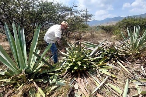 Experimente o passeio do Mezcal em Oaxaca