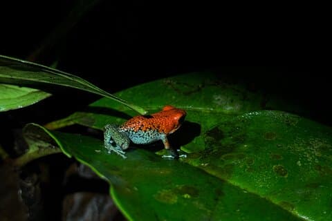 Nachtwanderung in Puerto Jimenez Tierwelt und Natur