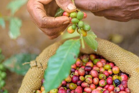 Kandy Yahalatenna Walking Coffee Class Activity