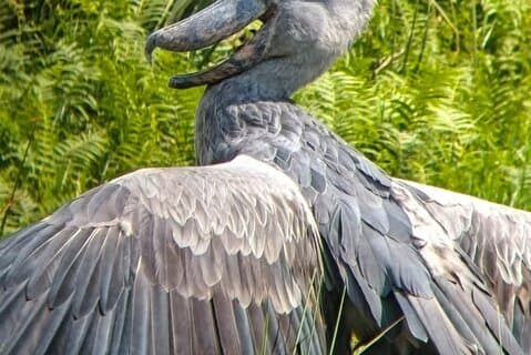 Vluchten naar Mabamba Shoebill