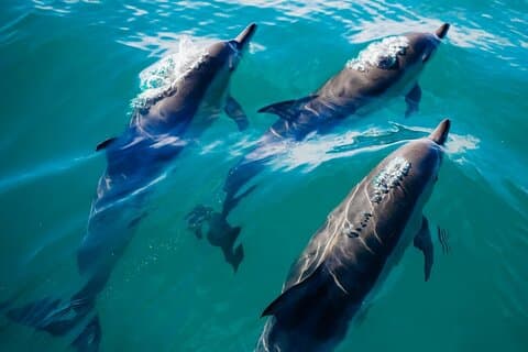 Tour privado de 2 horas con delfines en la isla del cangrejo