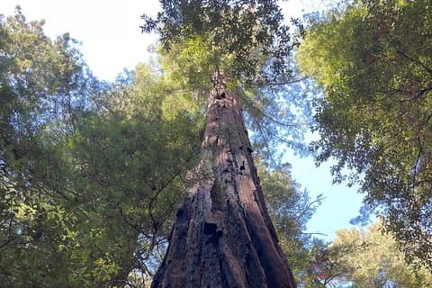 Wine and Redwoods of Sonoma Tour