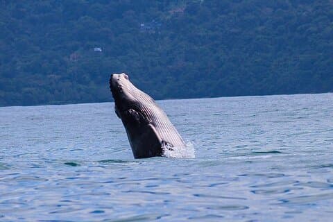 バレナ海洋公園でのクジラとイルカウォッチング
