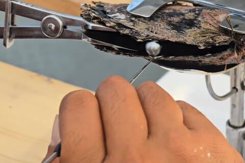 Descoberta de Snorkel na Pérola Negra e Almoço em Bora Bora