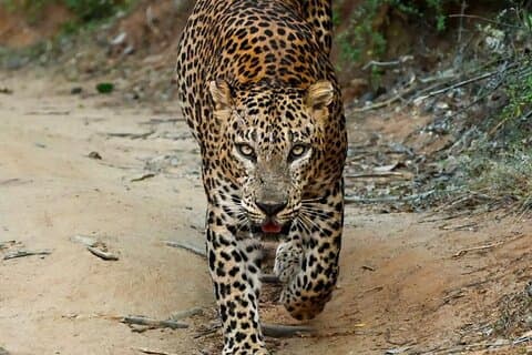 Yala Safari Halvdagstur