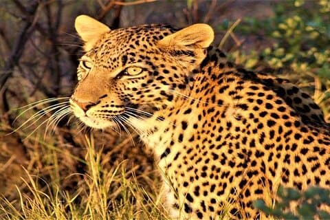 Visita Compartilhada de 3 Dias ao Khwai Safari