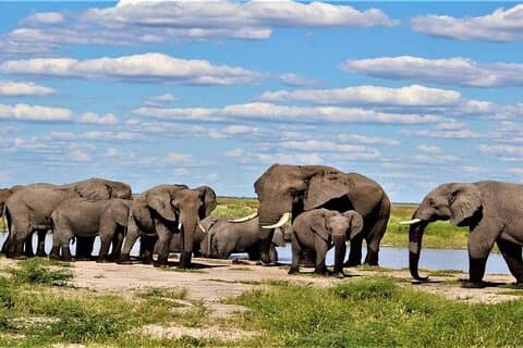 Okavango Delta Safari4 Tage Abenteuer im Moremi Game Reserve