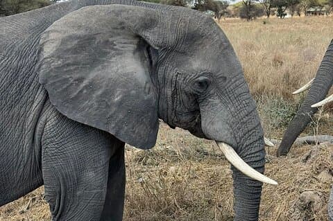 2 días de aventura en Tarangire y Ngorongoro
