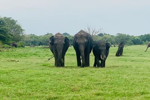 Minneriya Kaudulla of Hurulu Eco Park Safari