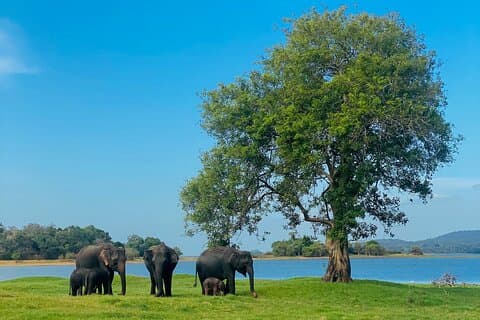 Private Jeep Safari at Minneriya and Kaudulla National Parks