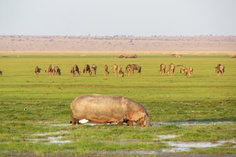 Amboseli nasjonalpark Dagtur: Kilimanjaro utsikt