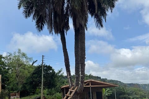 Visite d'une journée à Falls Umbrella Rock Aburi Gardens et Cocoa Farm