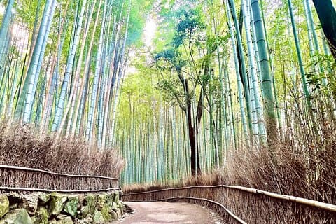 Bamboo Grove Temple and Garden Views Tour