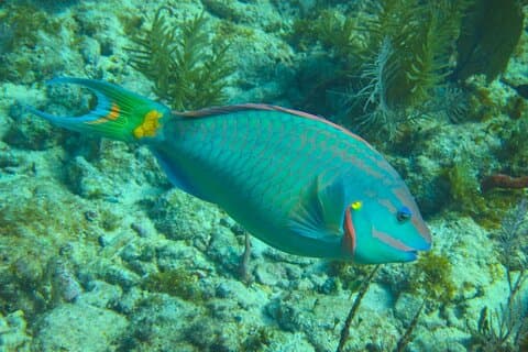 Luxus-Sandbar und Schnorchelausflug in Key West