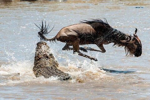 4 Tage Masai Mara und Lake Nakuru Group bei Budget Safari