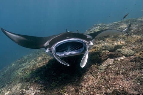 Start bij Nusa Penida, snorkelen Manta Rays & West Side Land Tour