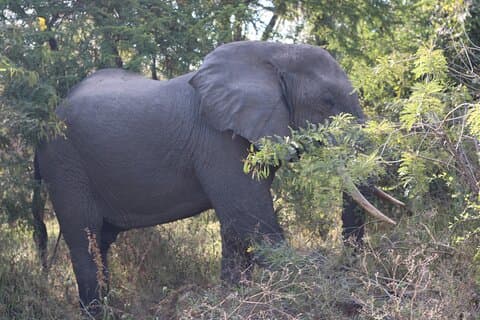 4-daagse privétour naar Mikumi en Nyerere National Park