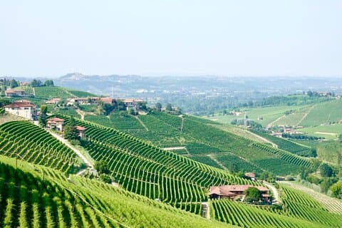 Barolo-vinprovning i liten grupp, Alba & UNESCO Piemonte Hills