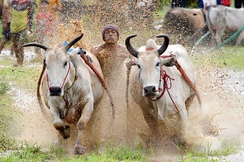 2 Days Private Tour to See Bull Race and Raflesia Arnoldi Flower