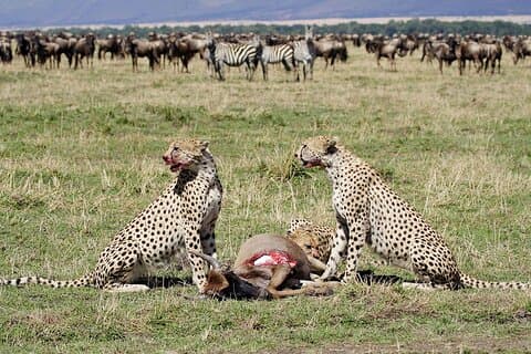 4 Day Serengeti Luxury Tented Safari from Arusha