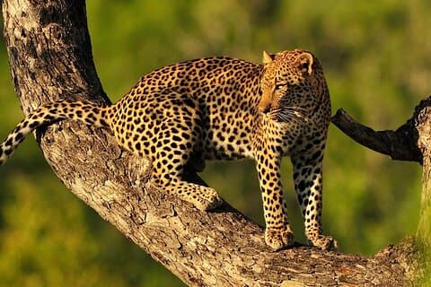 Hoteller i nærheden af 9 Days Northern Circuit Safari Serengeti Migration Focus