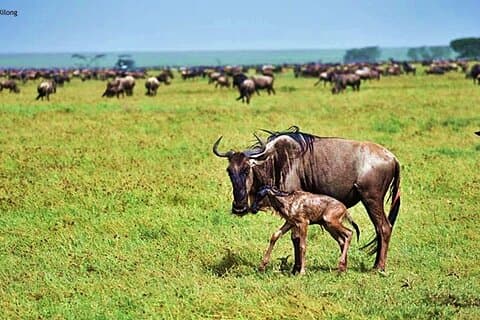 5 Jours Safari Ndutu Vêlage et Prédateur Drame