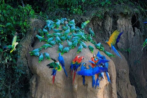 Manu Nationalpark Tour 4 Tage/3 Nächte