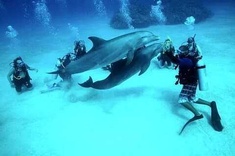 El Gouna Lagoon, Dykking med delfiner, snorkling og lunsj