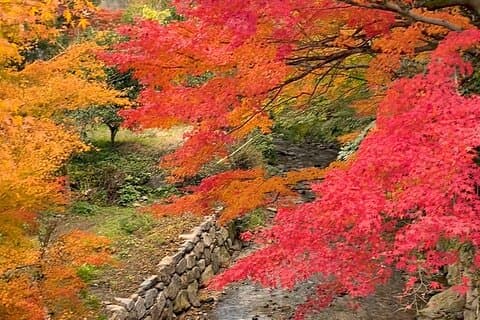 Kimono Experience in Akizuki Castle Town