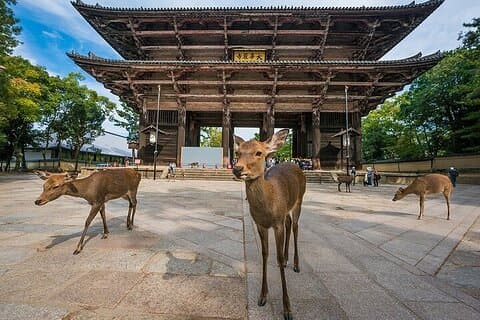 Excursion à Nara et Osaka depuis Osaka ou le port de Kobe