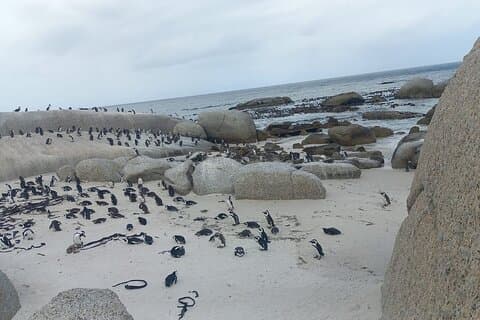 Excursion privée d'une demi-journée à Boulder Beach pour observer les pingouins et la montagne de la Table
