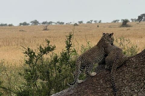 Aventure Safari de 4 jours en Tanzanie Parcs emblématiques
