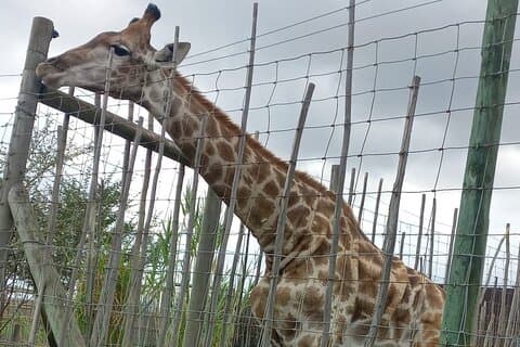 Giraffe House Encounter & Cheetah Outreach med vinsmagningstur