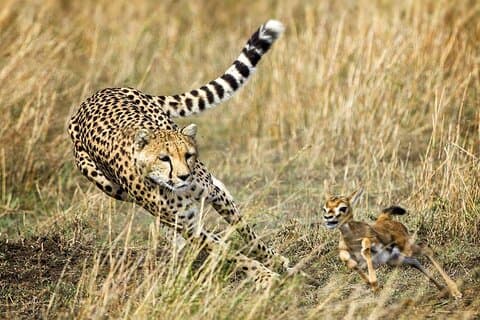Excursão de 5 dias de luxo em Nairobi