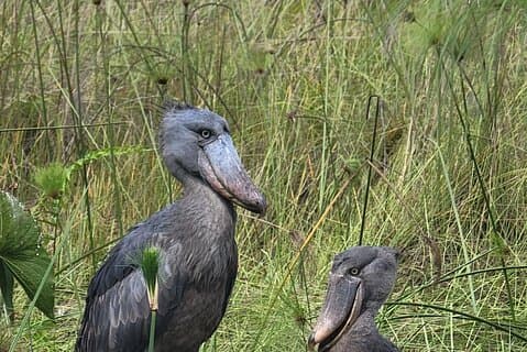 Shoebill Tours and Bird Watching at Mabamba Swamp Uganda