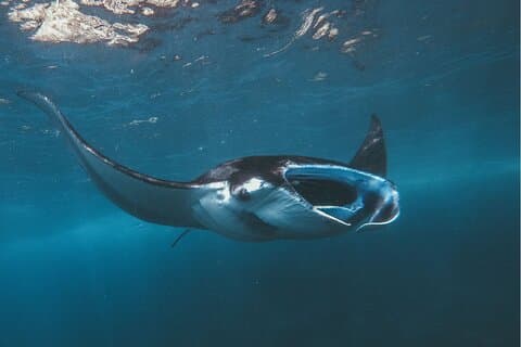 Snorkeling em Manta Point, a maior chance de ver Manta Rays
