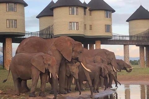 3 Days 2 Nights Safari to Saltlick Lodge from Nairobi