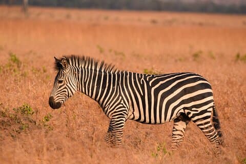 2 Dagen Mikumi Safari en Bush Wandelen met SGR Treinreis