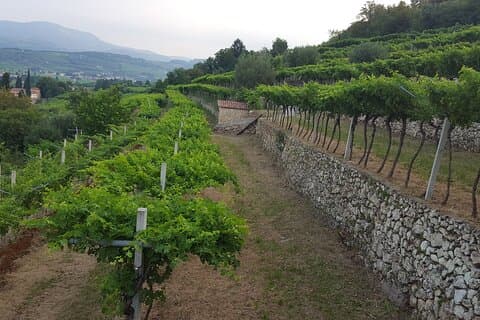 Walk in the historic Monte Olmi vineyard