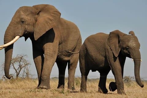 Aquila Safari Full Day Tour Spot de Big Five vanuit Kaapstad