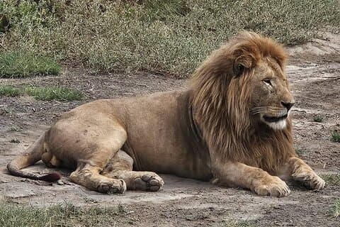 6 dagars lyxsafari genom ikoniska parker i norra Tanzania