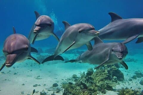 Dolphin House VIP Sea Trip e immersioni subacquee – Hurghada