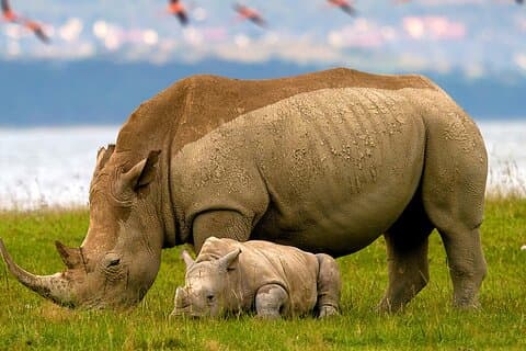 Visita guiada de 2 dias ao Parque Nacional Lake Nakuru