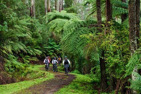Yarra Valley Redwood Forest Mountain Bike Adventure