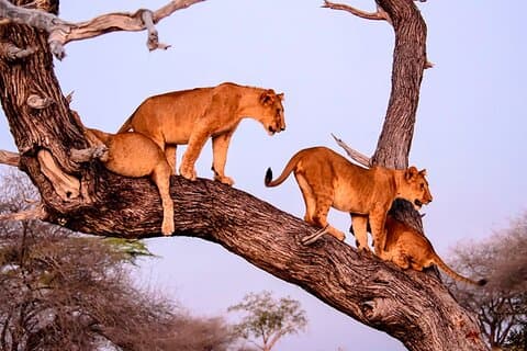 Serengeti Grote Migratie 5-Daagse Mara Rivieroversteek