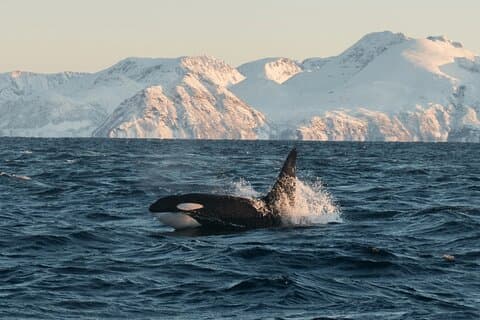Tromso : verantwoorde walvisvaart (MS Alba)